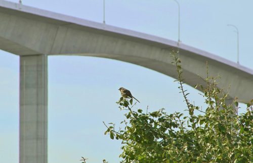 bird-foreground